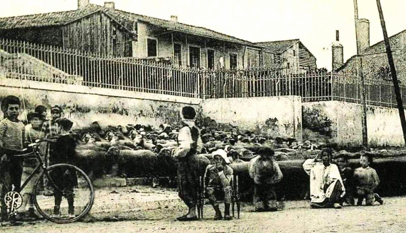 1441- Saint-Louis - Un Troupeau2 aux abreuvoirs.jpg
